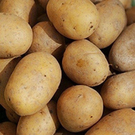 Frühkartoffeln festkochend, Nicola