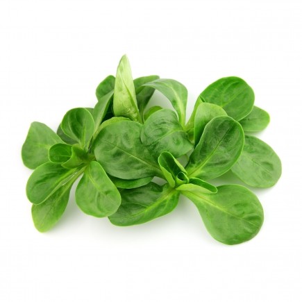 Rucola