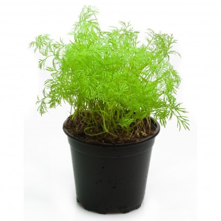 Dill - Topf